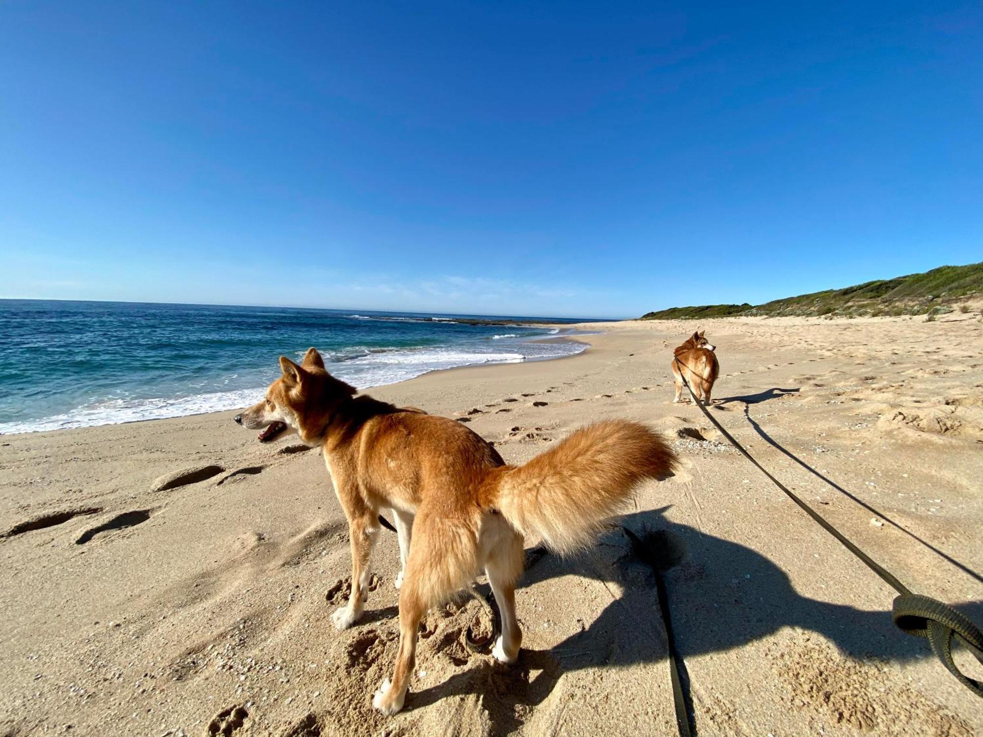 Great Ocean Road Wellness And Nature Stay Apollo Bay Dış mekan fotoğraf